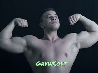 GavinColt